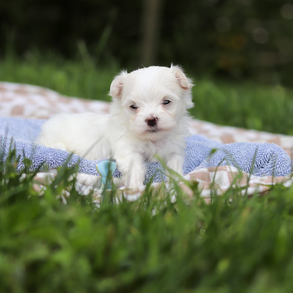Hector - Available 9/24