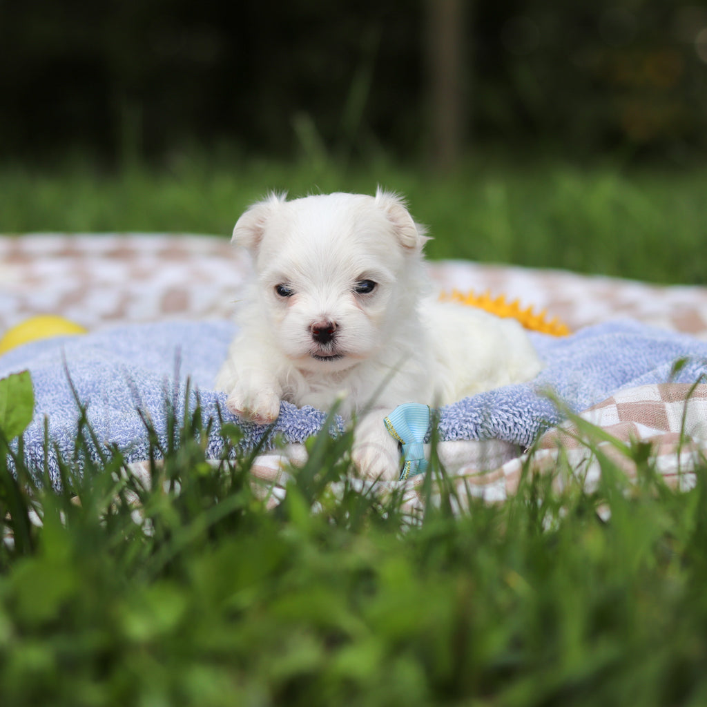 Hector - Available 9/24