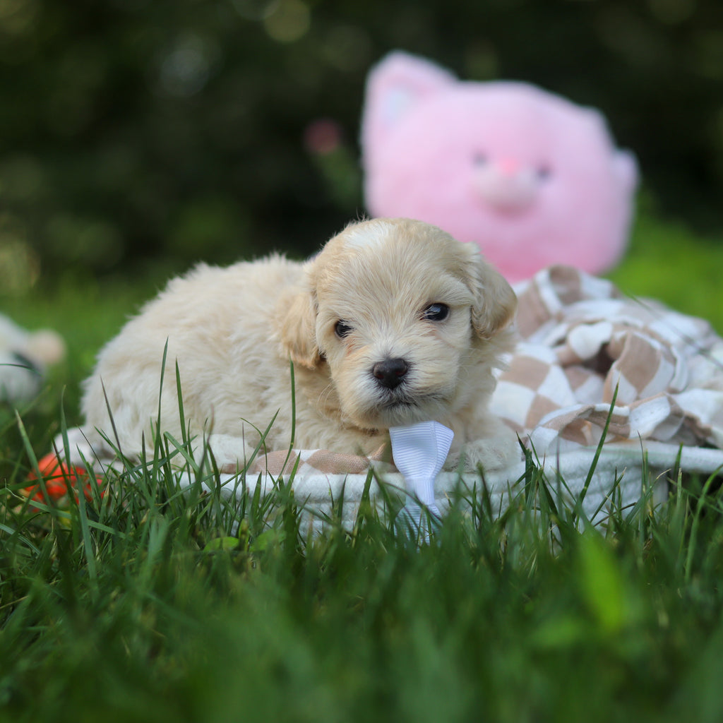 Pita - Available 8/20