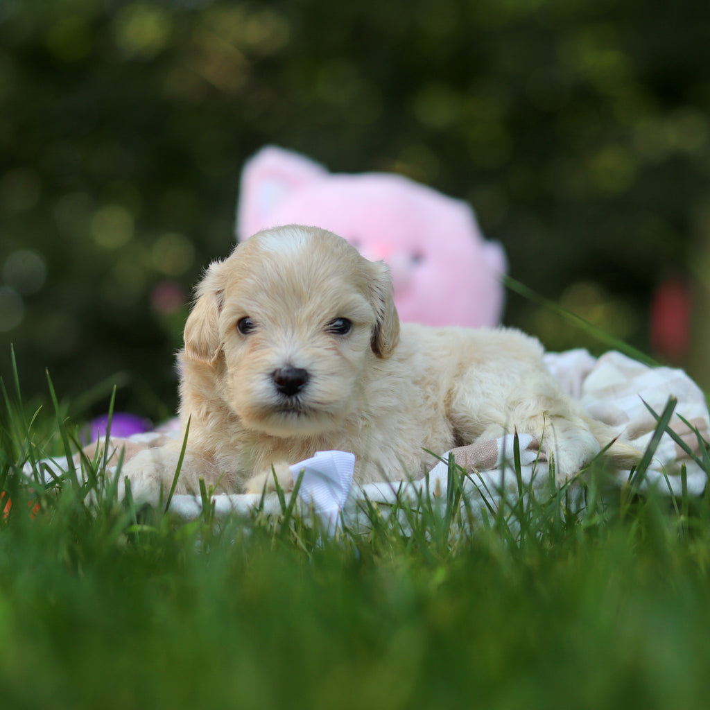 Pita - Available 8/20