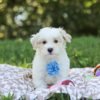Sully - Available 9/3