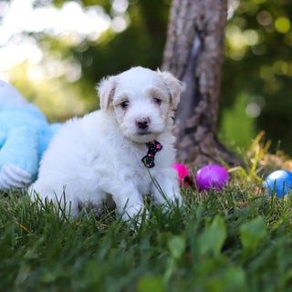 Sully - Available 9/3