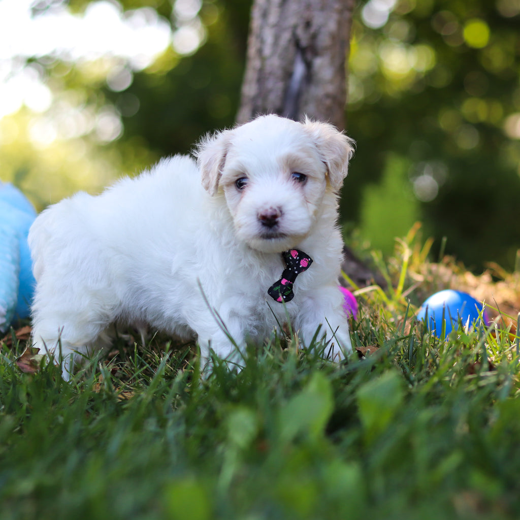Sully - Available 9/3