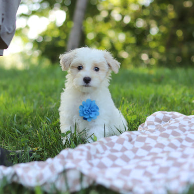 Sully - Available 9/3