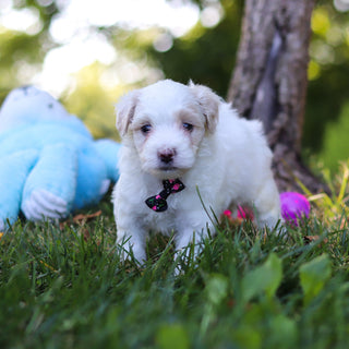 Sully - Available 9/3