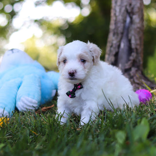 Sully - Available 9/3
