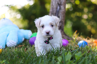 Sully - Available 9/3