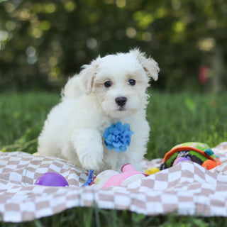 Sully - Available 9/3