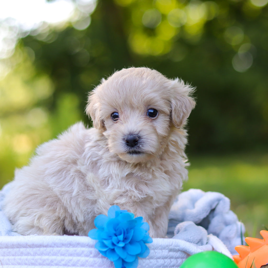 Sutton - Available 9/3