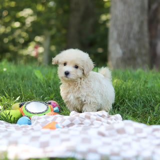 Sutton - Available 9/3