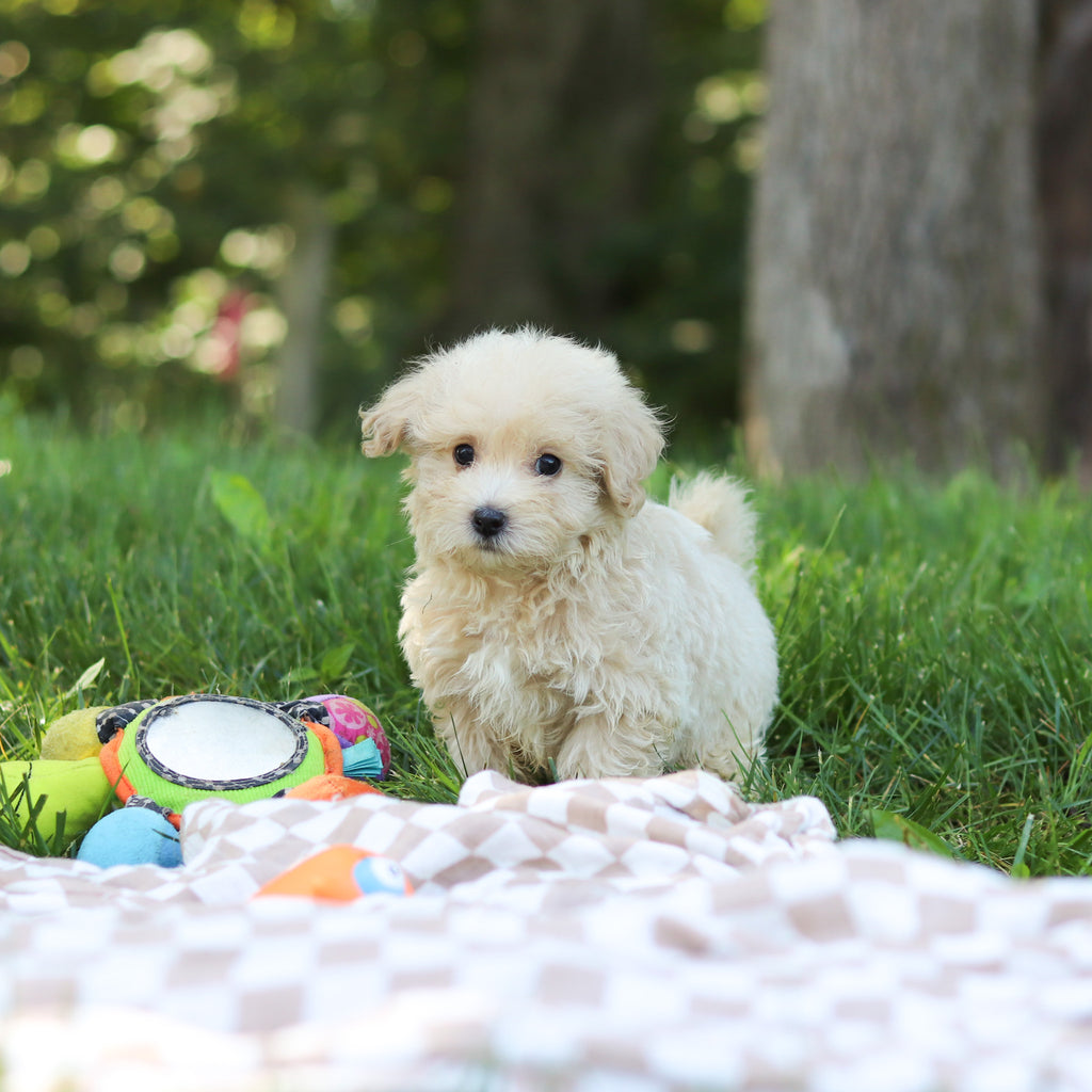 Sutton - Available 9/3