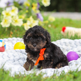Caruso - Available 8/13