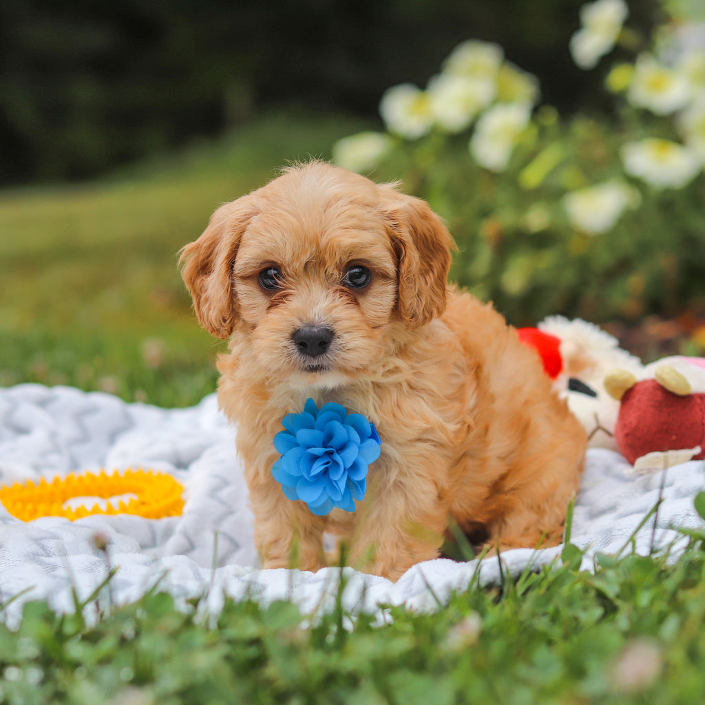 Bernie - Available 8/13