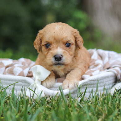 Bernie - Available 8/13