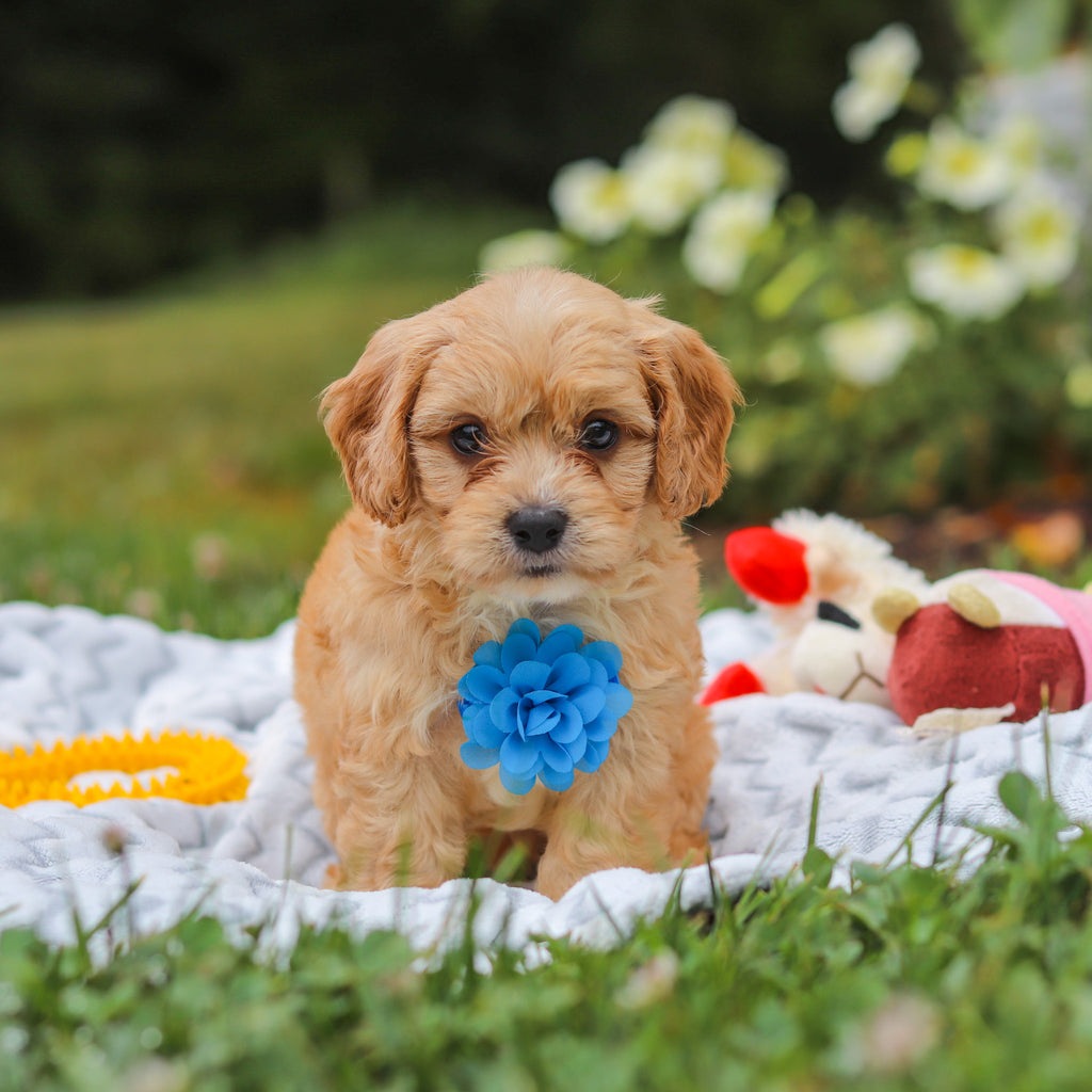 Bernie - Available 8/13