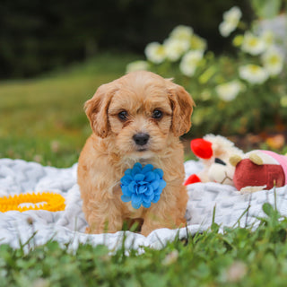 Bernie - Available 8/13
