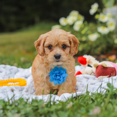 Bernie - Available 8/13