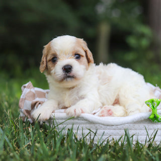 Booker - Available 8/13