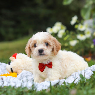 Booker - Available 8/13