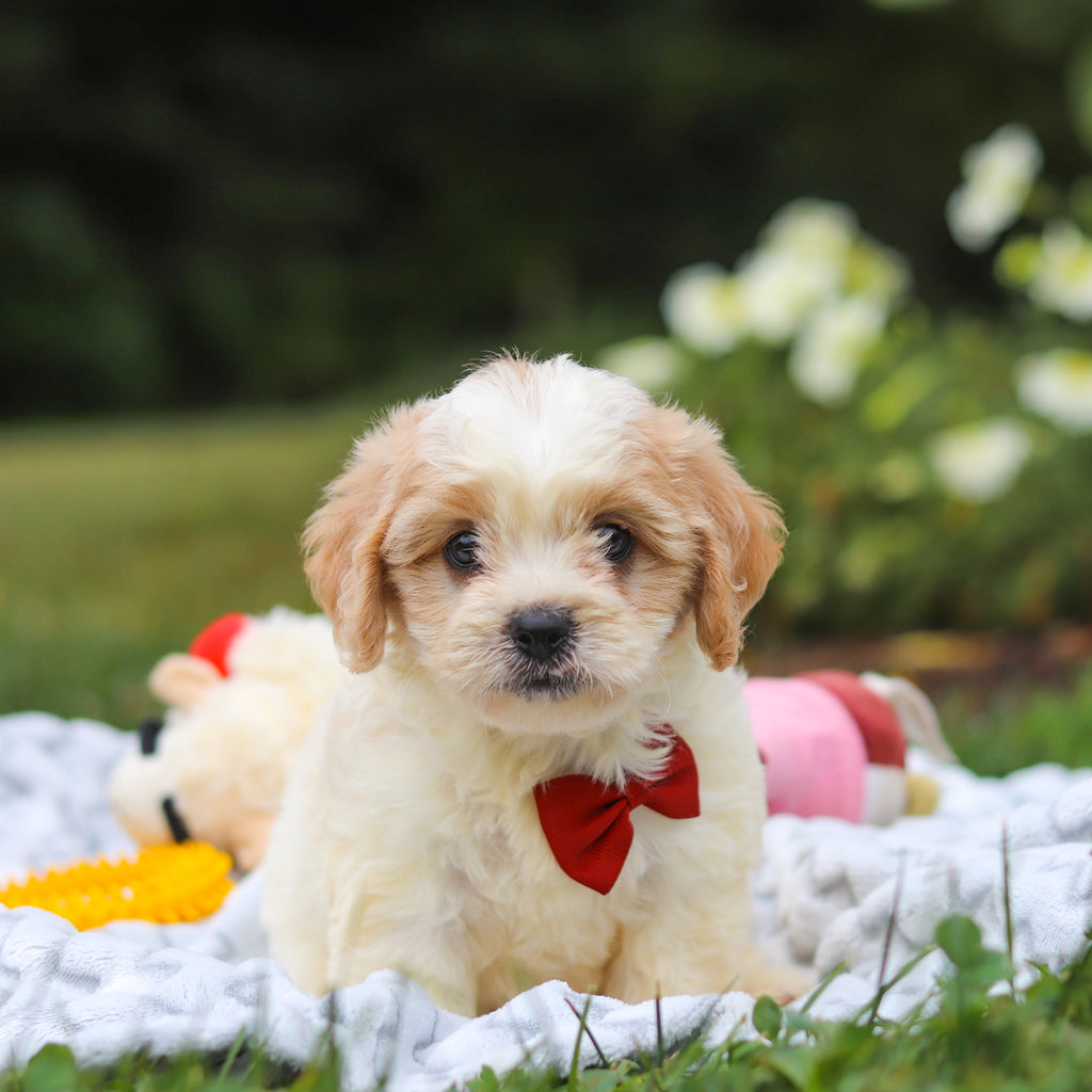 Booker - Available 8/13