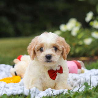 Booker - Available 8/13