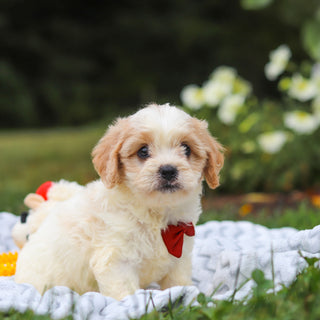 Booker - Available 8/13