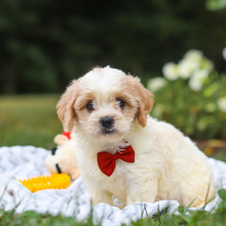 Booker - Available 8/13