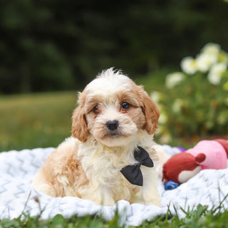 Bowen - Available 8/13