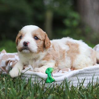 Bowen - Available 8/13