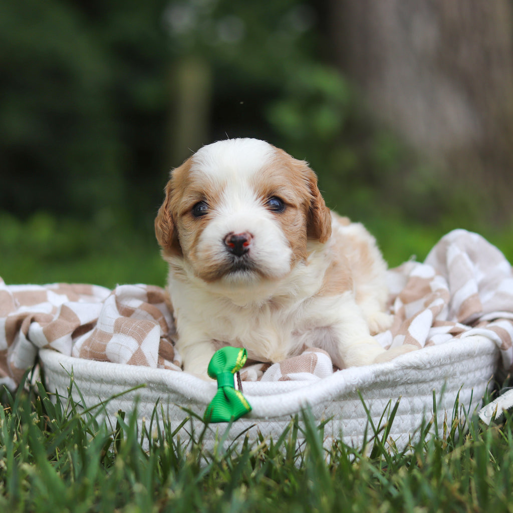 Bowen - Available 8/13