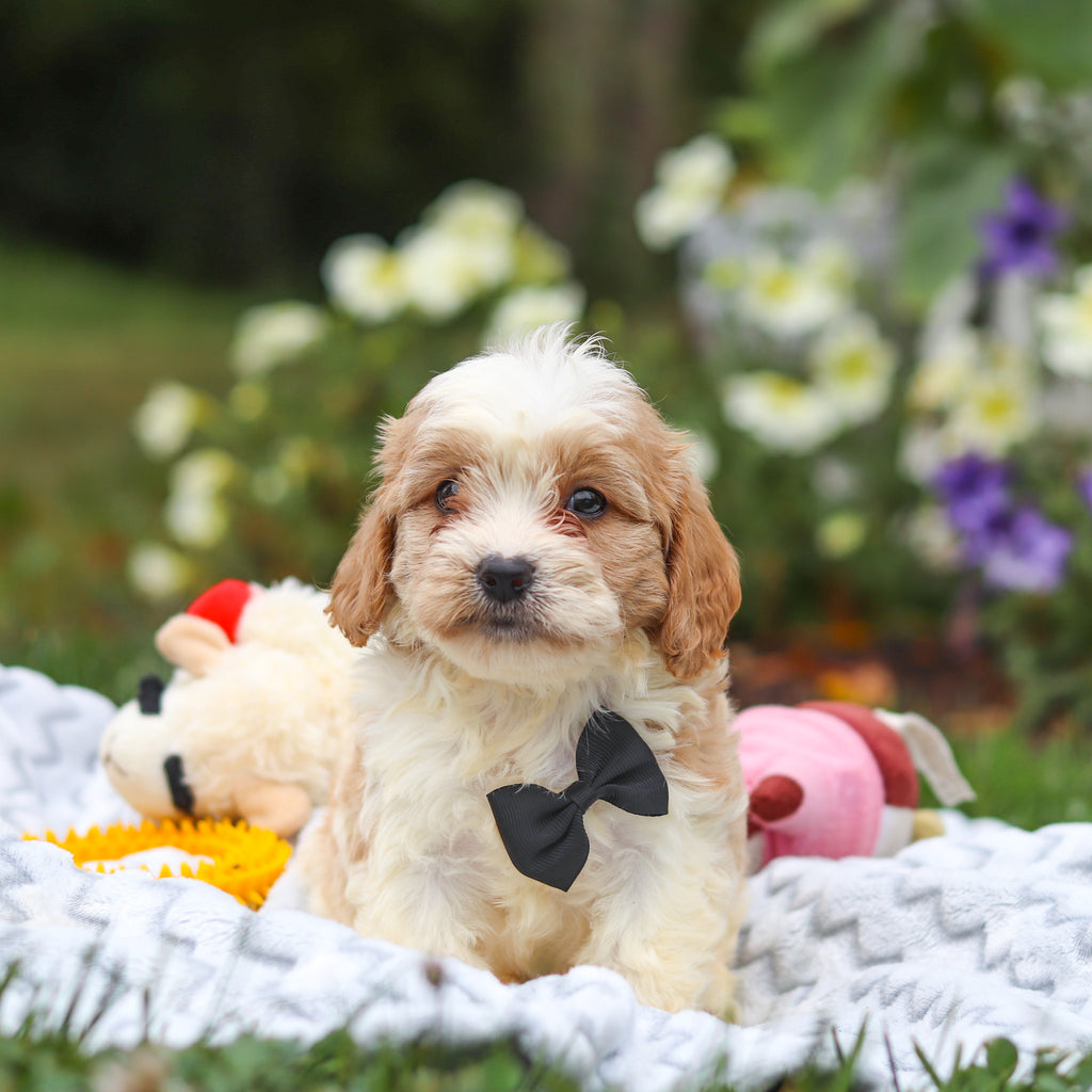 Bowen - Available 8/13