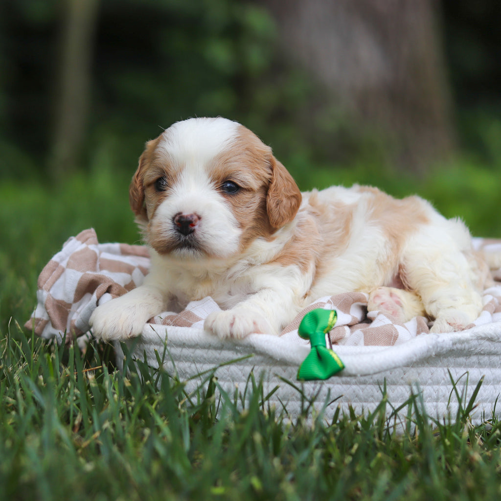 Bowen - Available 8/13