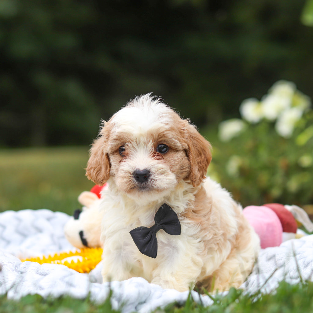 Bowen - Available 8/13