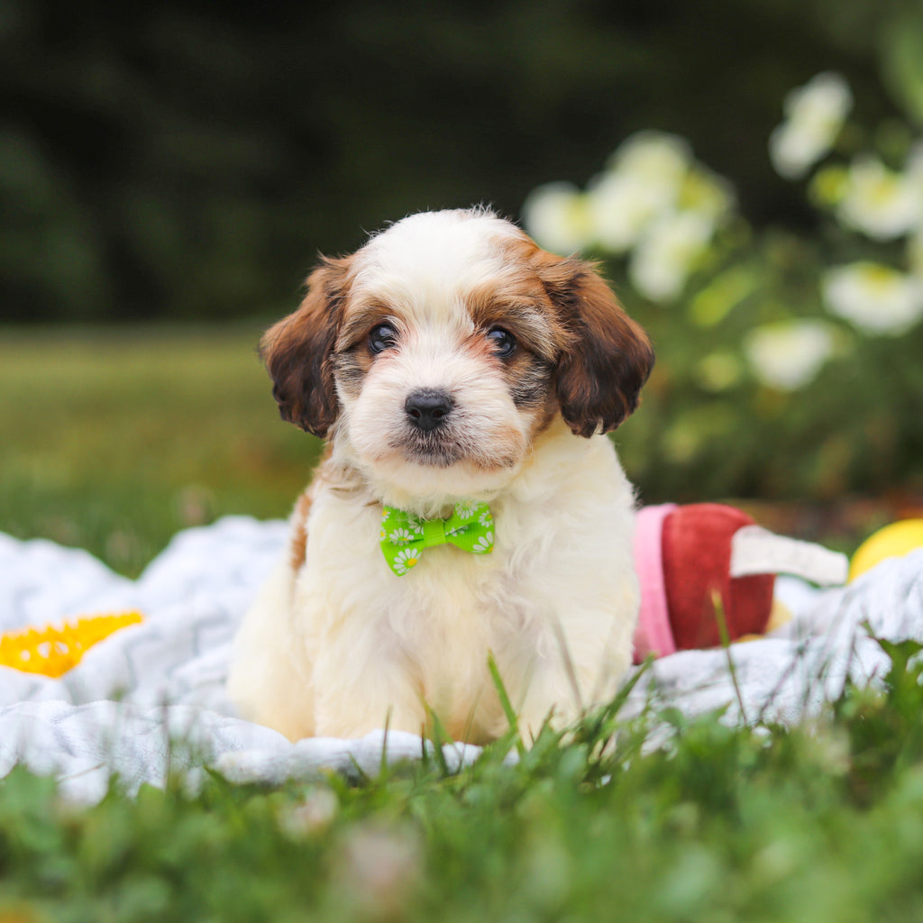 Benny - Available 8/13