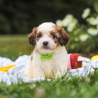 Benny - Available 8/13