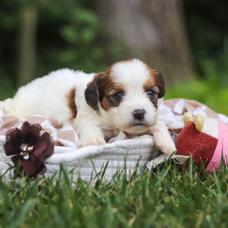 Benny - Available 8/13