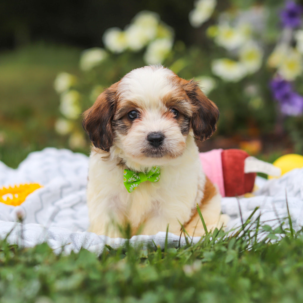 Benny - Available 8/13