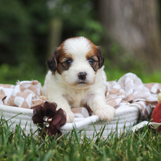 Benny - Available 8/13