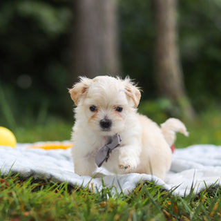 Kevin - Available 8/13
