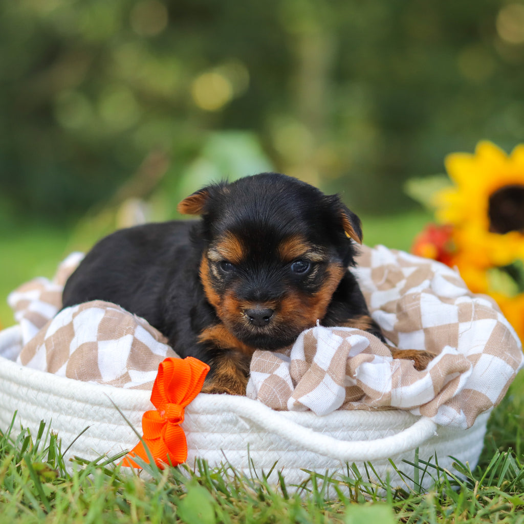 Cheddar - Available 10/22