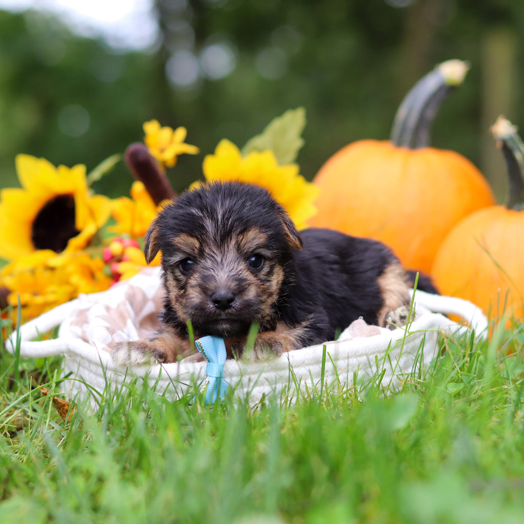 Shiloh - Available 10/29
