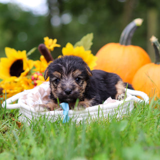 Shiloh - Available 10/29