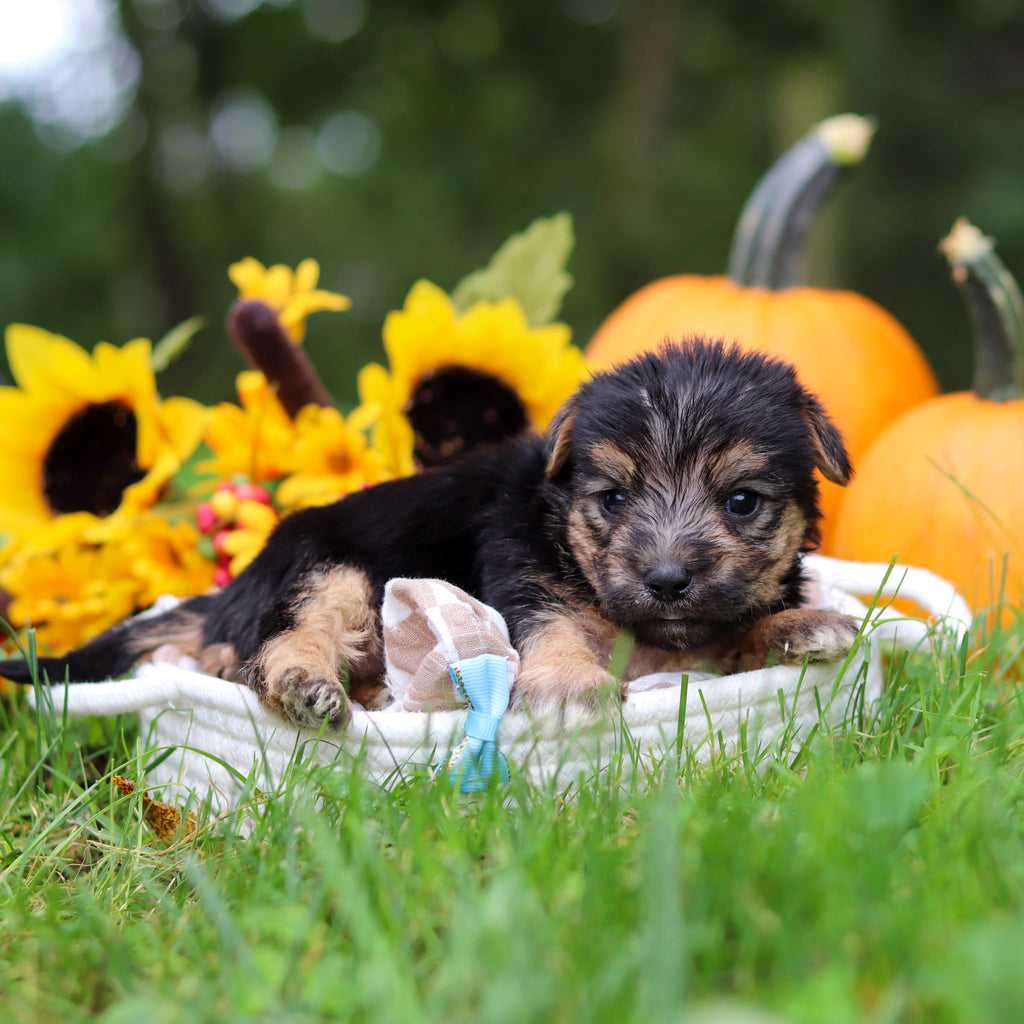Shiloh - Available 10/29