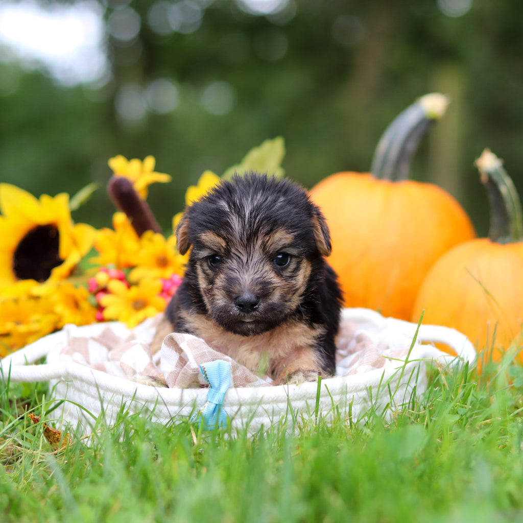 Shiloh - Available 10/29