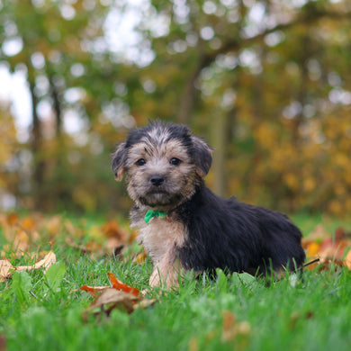 Shiloh - Available 10/29
