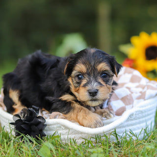 Enrique - Available 10/22