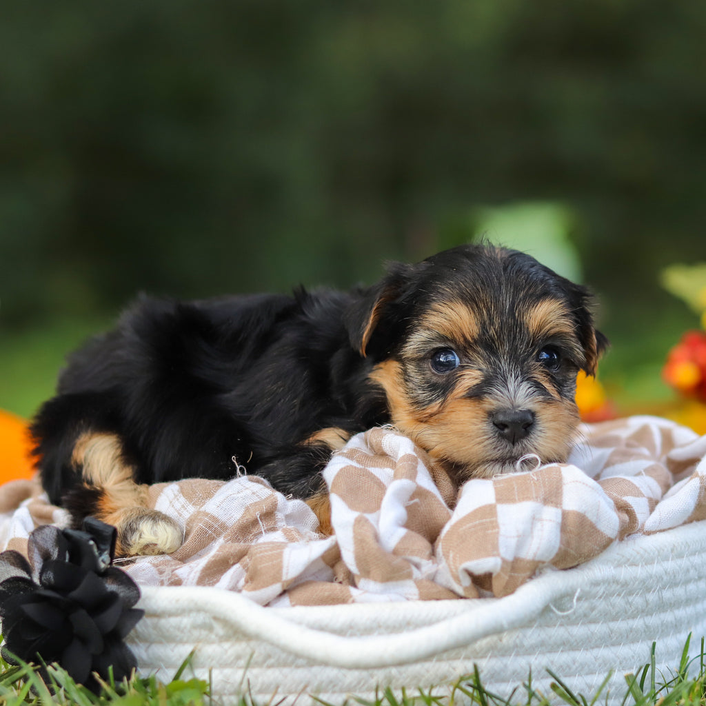 Enrique - Available 10/22