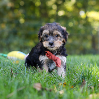 Enrique - Available 10/22