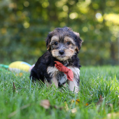 Enrique - Available 10/22