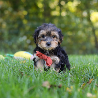 Enrique - Available 10/22